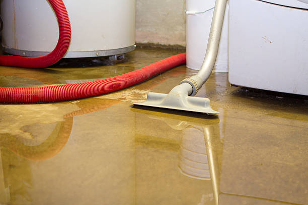 Best Mold removal after water damage  in Carnegie, PA